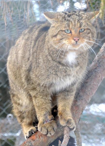 Амурский лесной кот: фото и описание "денежной кошки" Пикабу