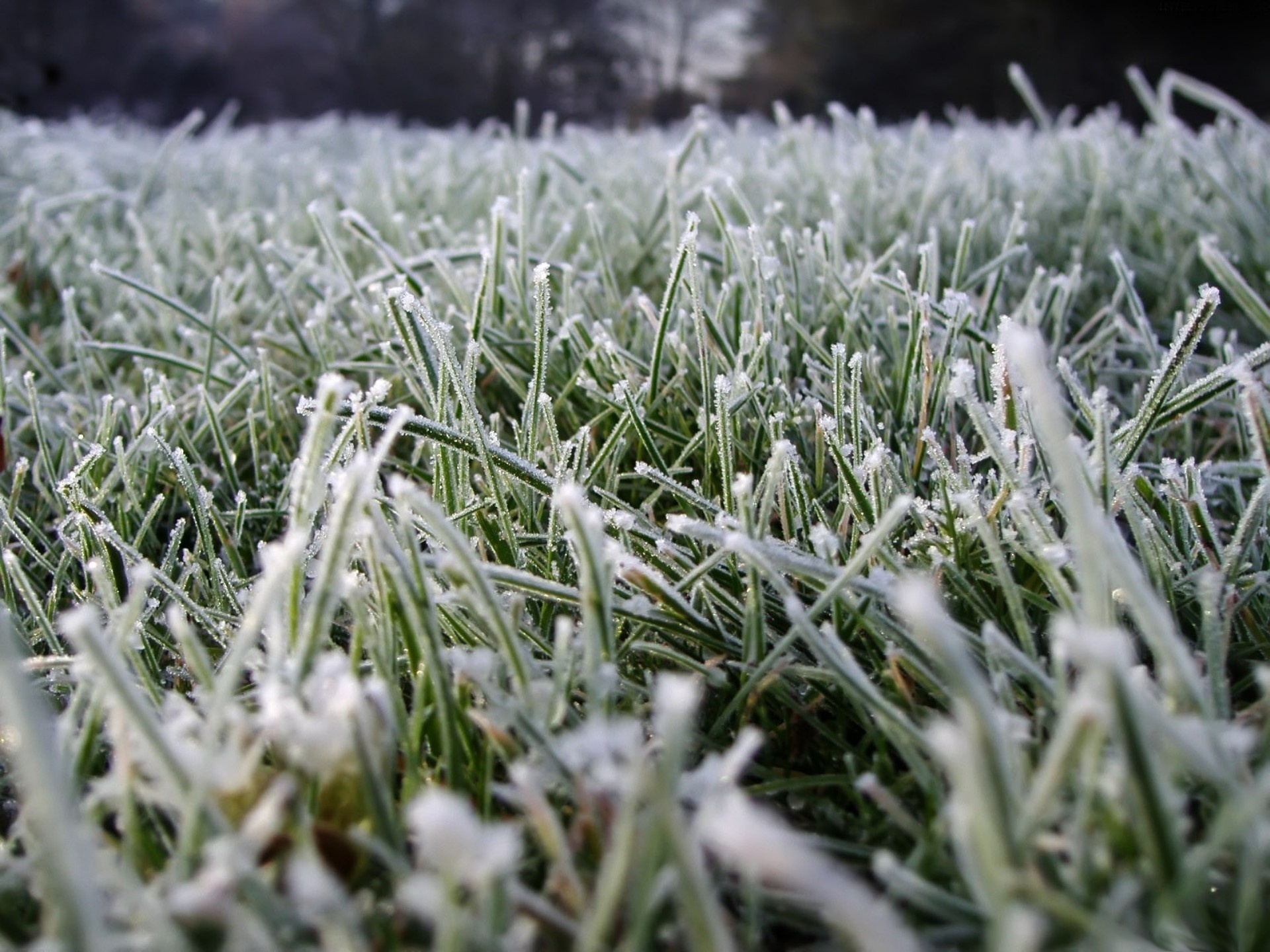 Идут заморозки. Заморозки. Весенние заморозки. Иней на траве. Иней на зеленой траве.